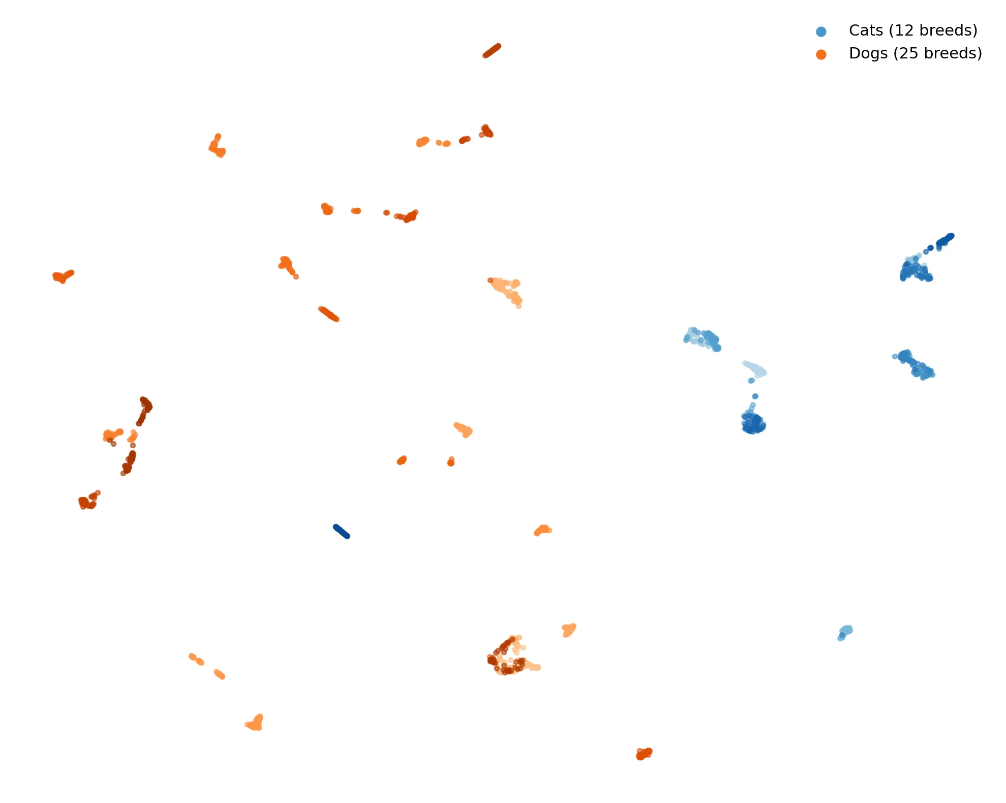 DINOv2 CLS embeddings of Oxford Pets